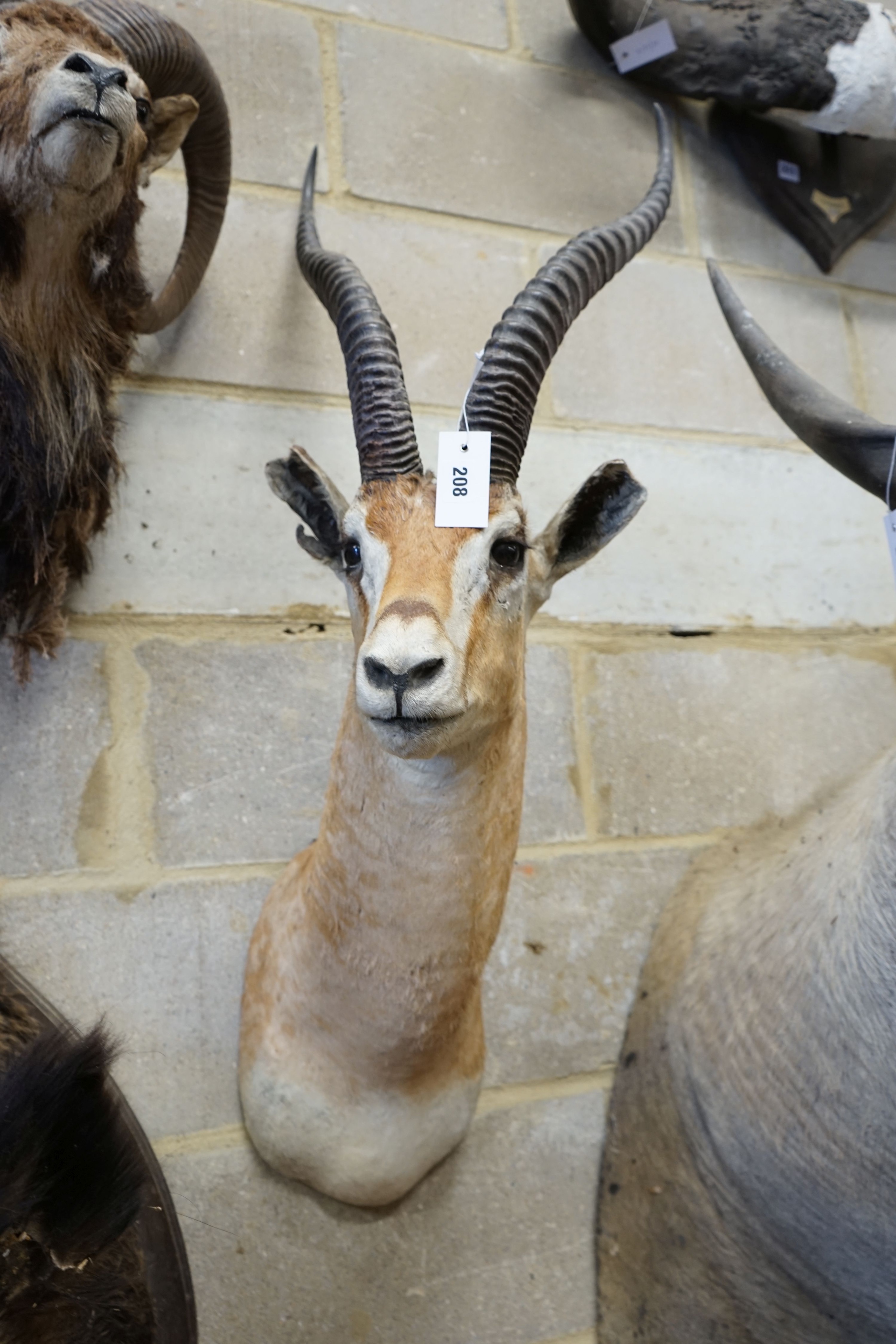 A large mounted taxidermy antelope mask, approximately 102 cm high